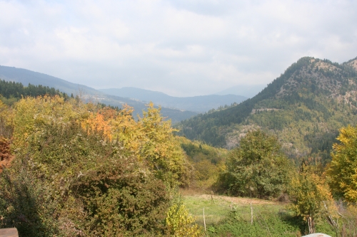 View of forest from hotel